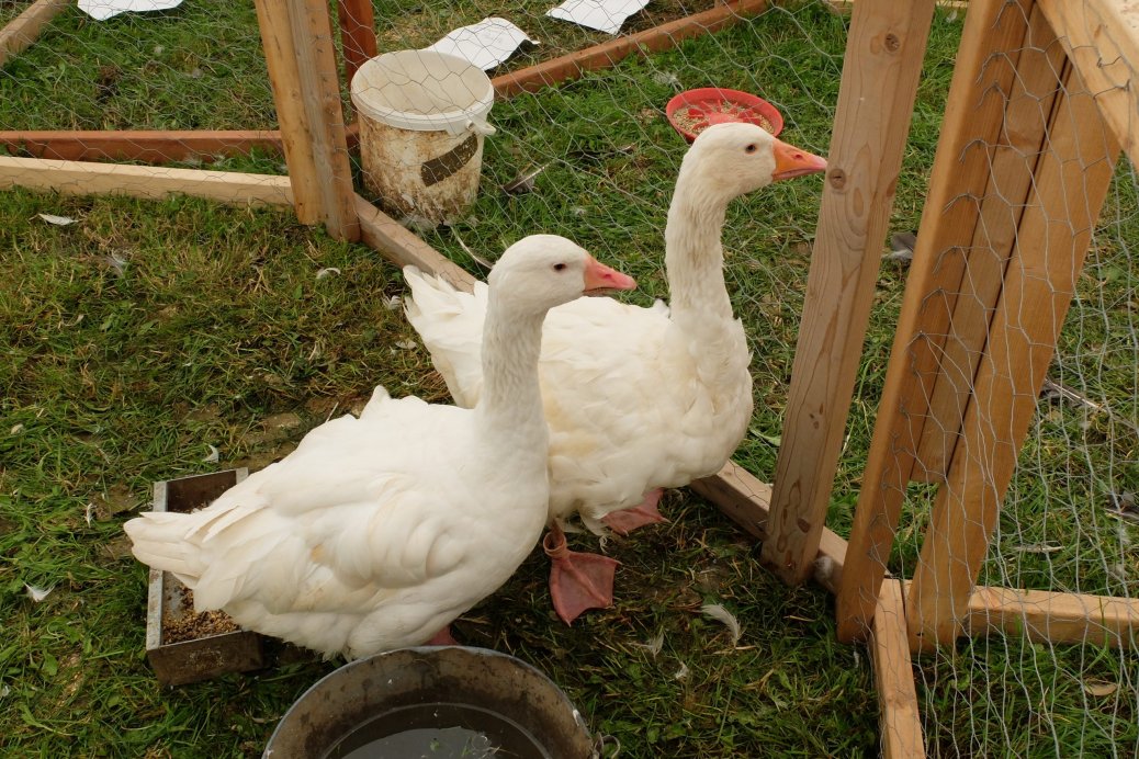 The Cotswold Show The Cotswold Show