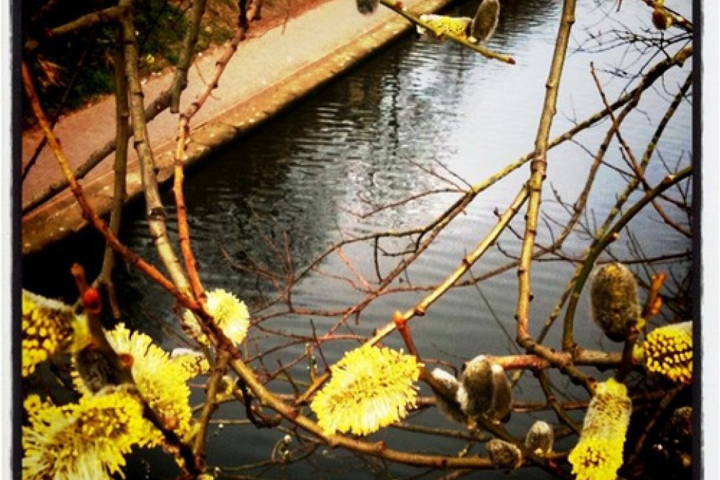 Things starting bloom on the canal