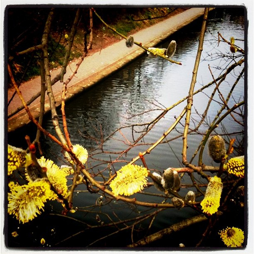 Things starting bloom on the canal